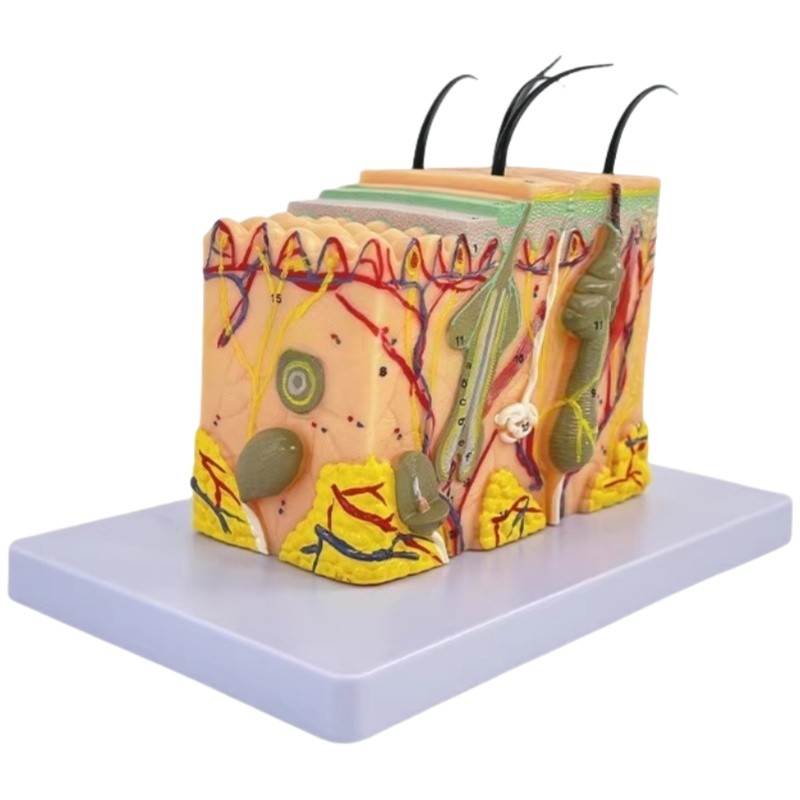 Medical Science 35 Times Enlarged Stratified Skin Structure Human Anatomy Model