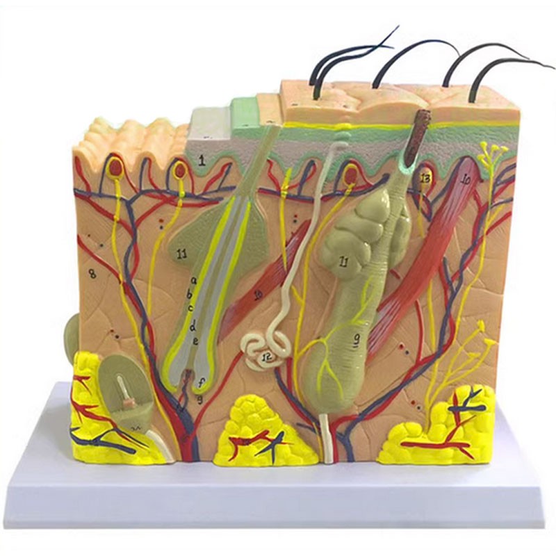 50 Times Human Skin Magnification Anatomy Model  Human Anatomy Skin Model Structure