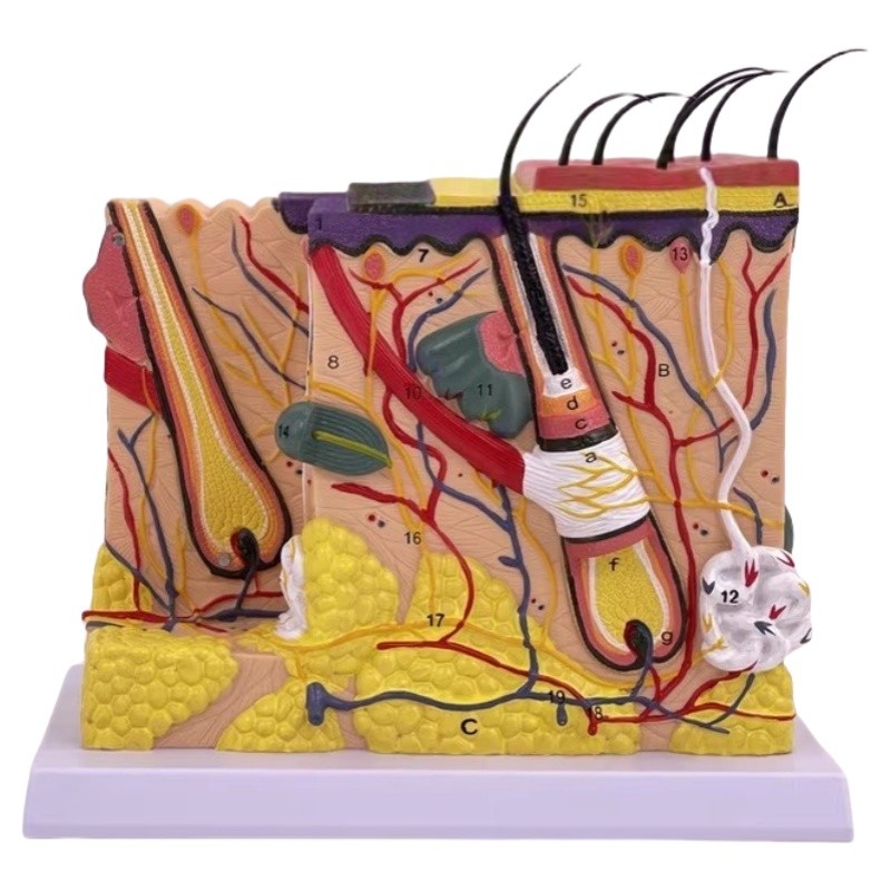Medical Education Human Skin Tissue Hair Follicle Structure Anatomical Model 70x Magnification Model Anatomical 2 Parts