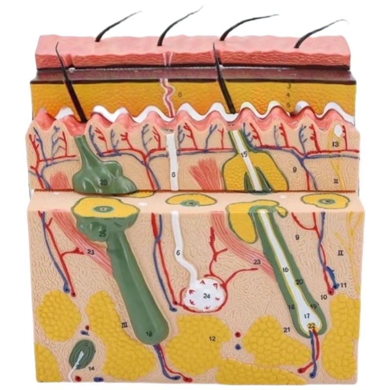 Medical Teaching Enlarged PVC Skin Section Structure Model for Anatomy