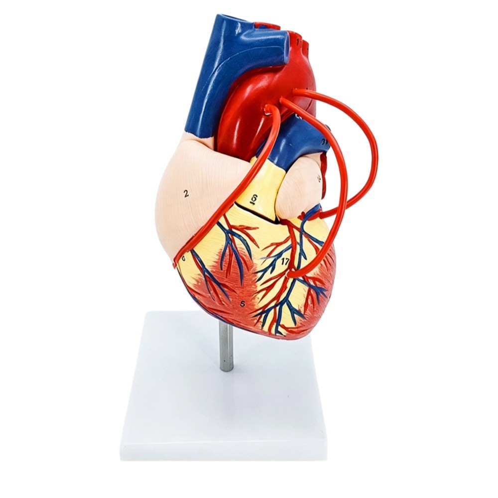 Human Anatomical Heart Bypass Structure Demonstration Model for Medical Teaching