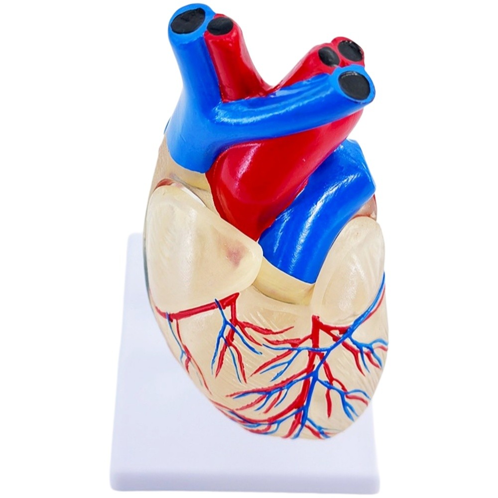 Life‑Size Transparent Human Heart Anatomical Model, Detachable for Medical Teaching
