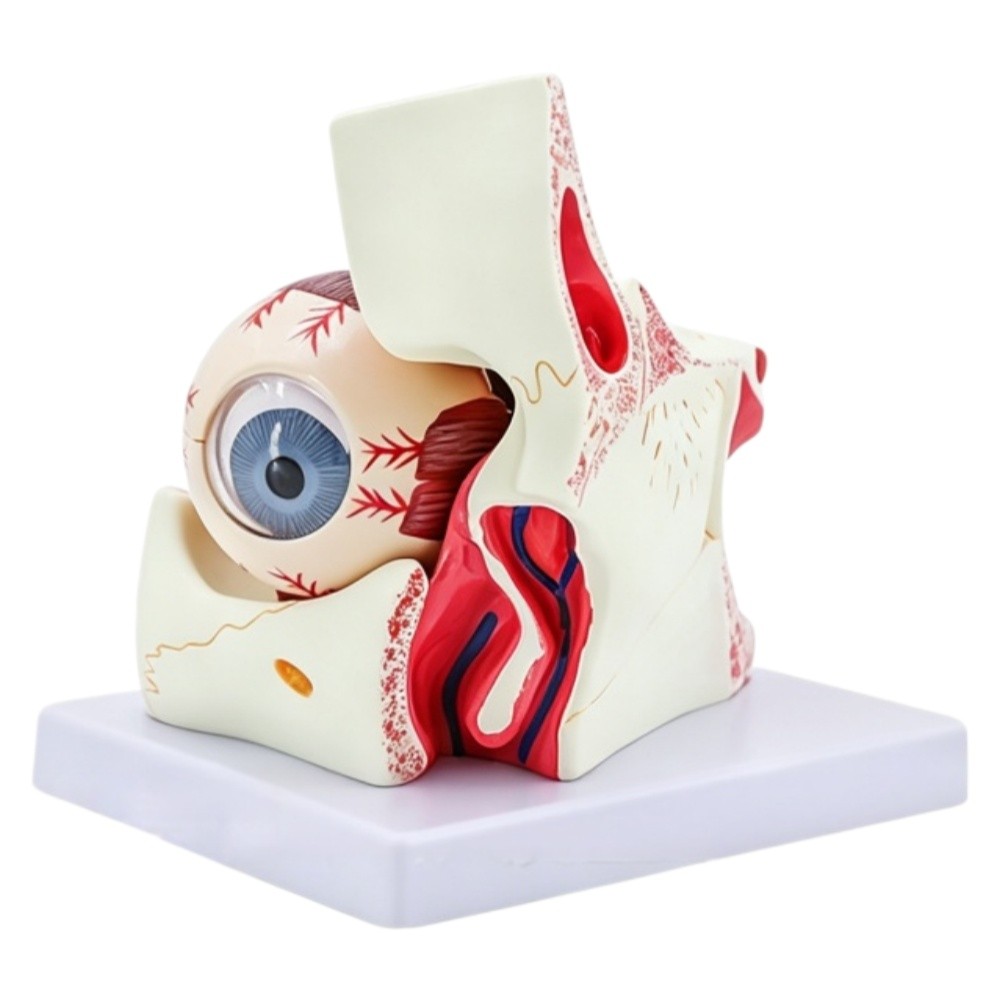 Human Eye and Orbit Enlarged Anatomical Model for Medical Teaching