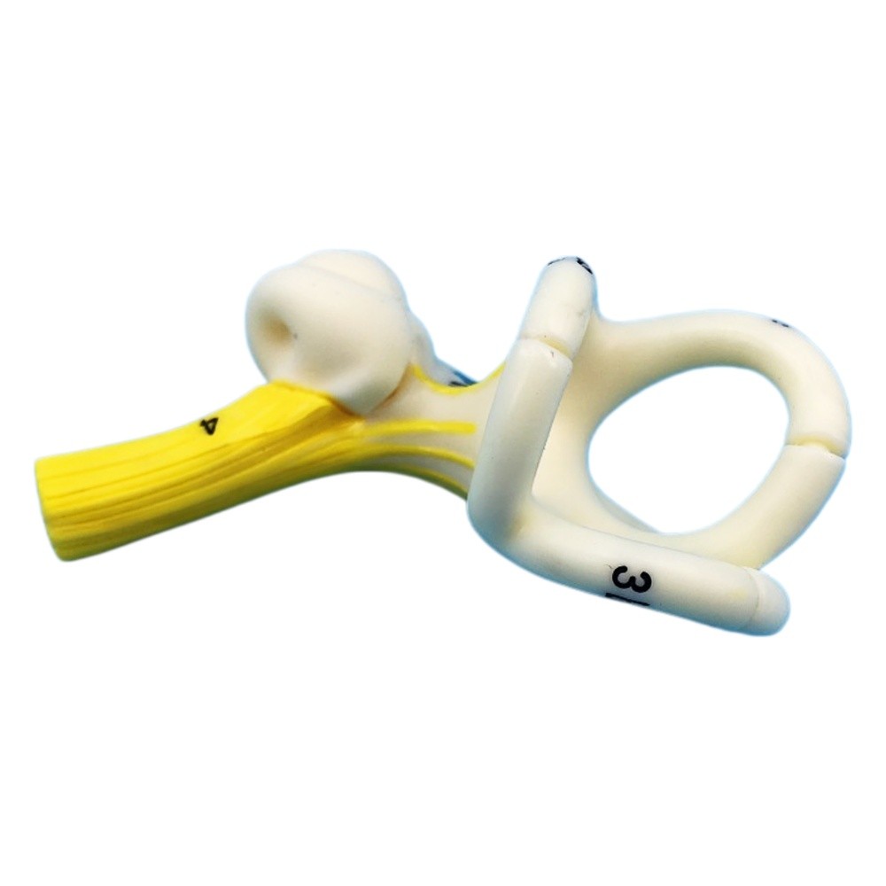 Semicircular Canals and Cochlea Human Ear Anatomical Model for Medical Teaching