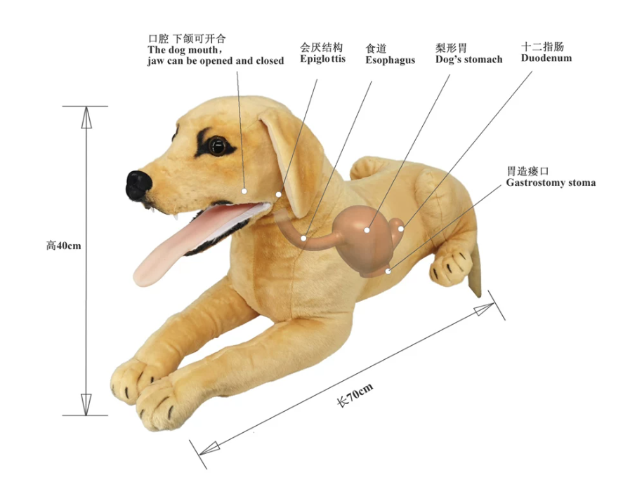 动物胃镜训练模型3.png