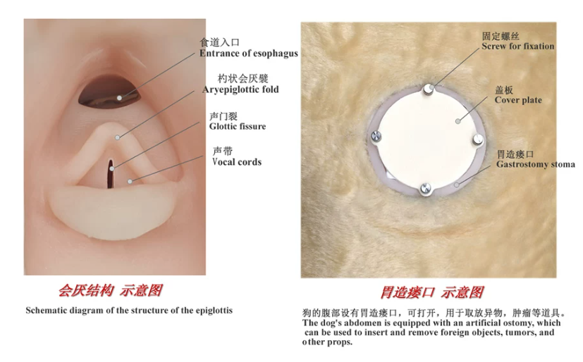 动物胃镜训练模型4.png