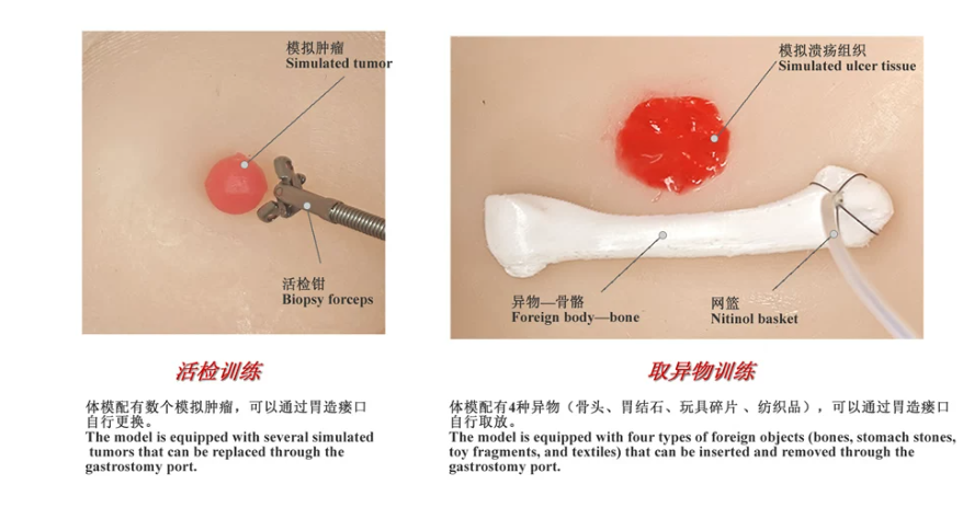 动物胃镜训练模型5.png