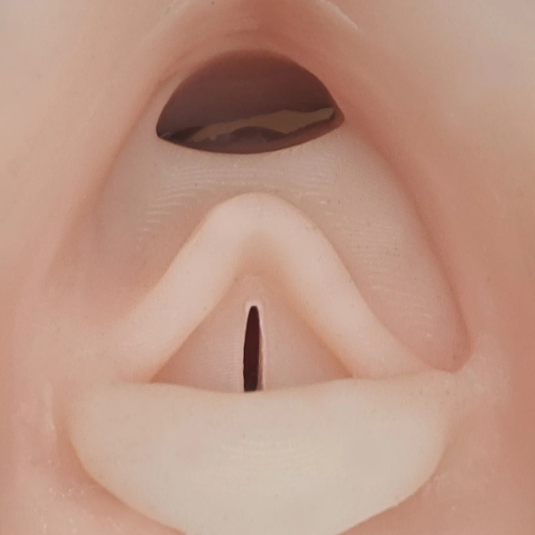 动物胃镜训练模型2.png